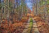 Autumn Trail_DSCF02854